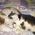 Susan Goolsby Lester's profile image
