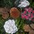 Jurate Reum's profile image