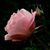 Linda Boutwell's profile image