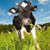 Gina Peterson's profile image