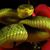 Azeez Orochi Hassan's profile image