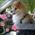 Diane Olwig's profile image