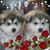 Bonnie McMahon Howen's profile image