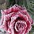 Connie Rose's profile image