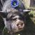 Debbie Stephens's profile image