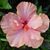 Marlene Placido's profile image