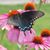 Nanette Hembree's profile image