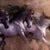 Larane Savick Deckard's profile image