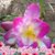 Sue Bertrand's profile image