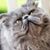 Susan Boden's profile image