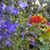 Denise Doyle Shue's profile image