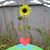 Linda Benedict's profile image