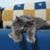 Teri Carr's profile image