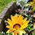 Lisa Davidson Weber's profile image