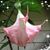 Ivette Flores Rivera's profile image