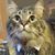 Tammy Quist Thies's profile image