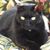 Diane Cicci's profile image