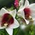 Inas Hannosh's profile image