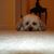 Dusty Martin's profile image