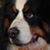 Dean White's profile image
