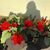 Pamela Bendich's profile image