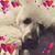 Donna Chamberlin's profile image