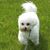bichonmommy's profile image