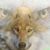 Jean Anne Moose's profile image
