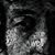 Mauricio Cardoso's profile image
