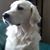 Gina Svensson's profile image