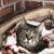 Judy LaNoue's profile image