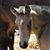 Judy Oakerson's profile image