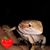 Lee Payne's profile image