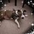 Julie N Schenck-Saenz's profile image