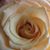 Charlotte Carnes's profile image