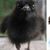 Tere Heller Eaglen's profile image