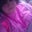 SKYLER COLIANNI's profile image