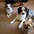 Jo Ann Nentwick Reynolds's profile image