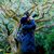 Pei Pei Tou's profile image
