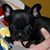 Russell K MacPherson's profile image