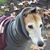 Laura Comiskey's profile image