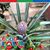 Amparo Cruz's profile image
