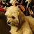 LaDonna Thomas-Hill's profile image