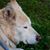 Diane Meyer's profile image