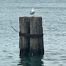 Susan L.'s profile image