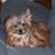 Dorinda Ellis's profile image