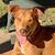 Ashley Nielsen Spivey's profile image