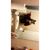 Ivah Tyson's profile image
