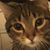 Deb Janssen's profile image