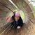 Connie Basham-Iachetta's profile image